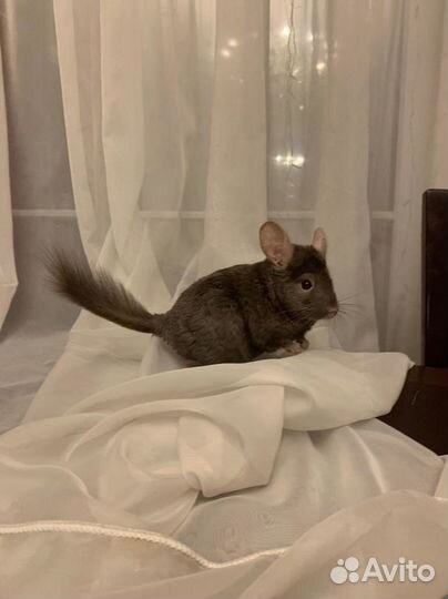 Продам шиншилл
