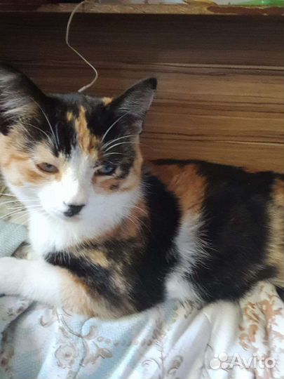 Кошечка в добрые руки