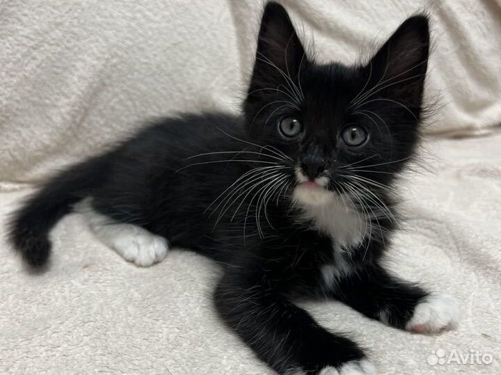 Котенок в добрые руки