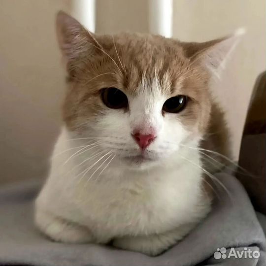 Поночку никто не замечает