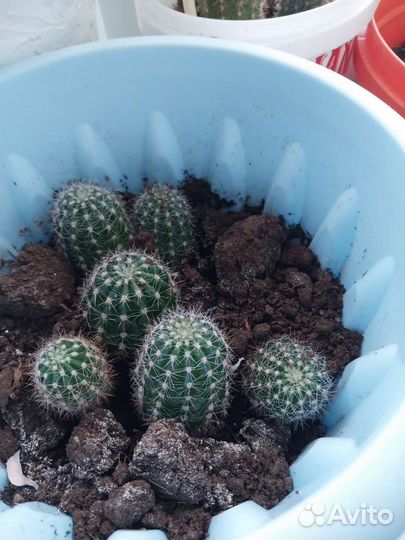 Кактус цветущий и не цветущий