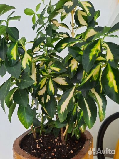 Бересклет комнатный японский