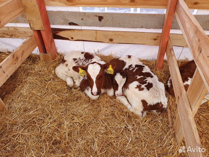 Бычки и быки