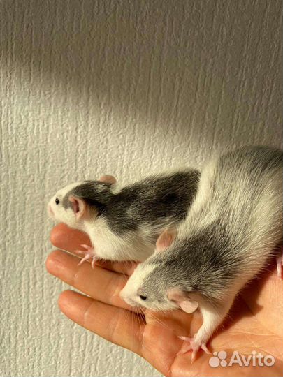 Крысята Хаски дамбо с клеткой, кормом и всем ост