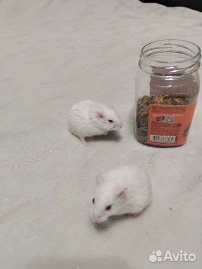 Джунгарский хомяк