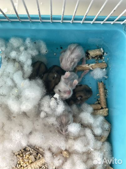 Джунгарский хомяк