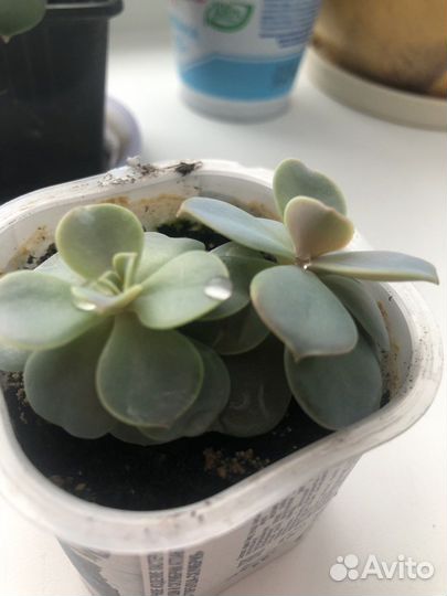 Суккуленты