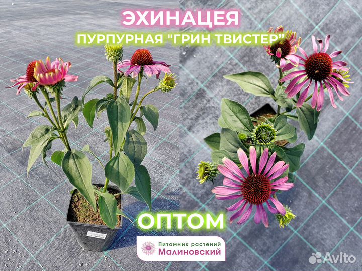 Эхинацея зкс Оптом от Производителя