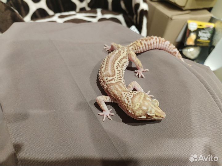 Эублефары самки