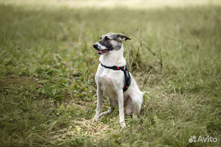 Торочка, самая милая девочка, ищет родителей