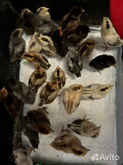 Цыплята