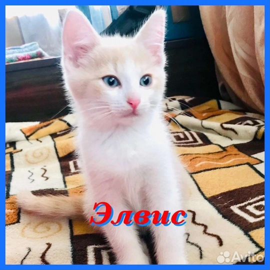 Котёнок бесплатно в добрые руки