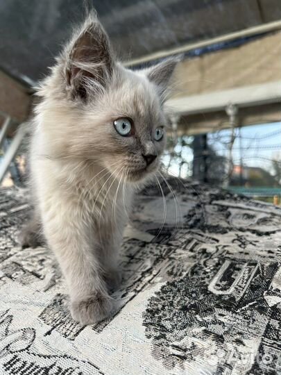 Котята в добрые руки бесплатно