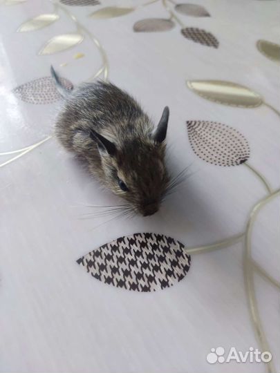 Дегу малыши