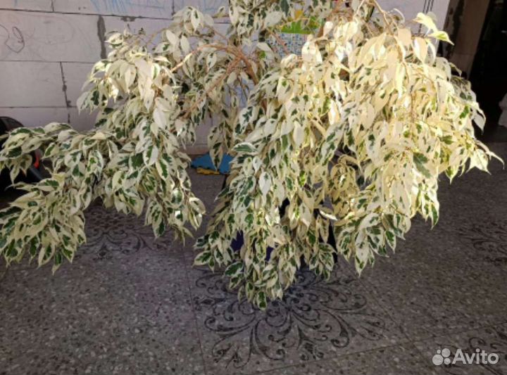 Фикус Де Гантель и др