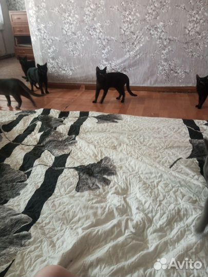 Отдам кошек в связи с переездом