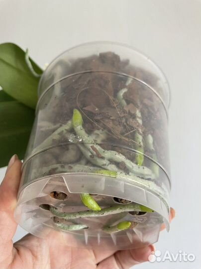 Орхидея; дисхидия