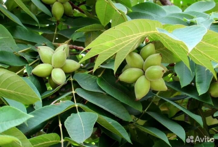 Маньчжурский орех