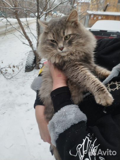 Жорик, он же Жорж и просто Георгий