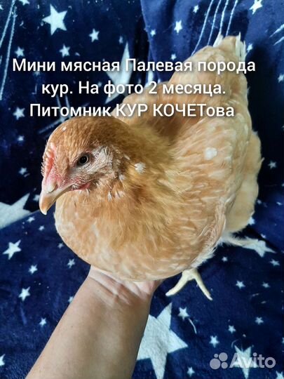Мини мясная Палевая порода кур. Запись на цыплят