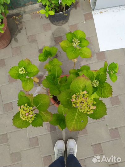 Гортензия цветущая шикарная большая