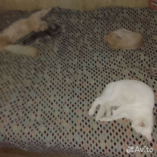 Домашние животные кошки