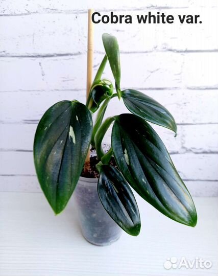 Филодендроны, Сциндапсусы укорененные