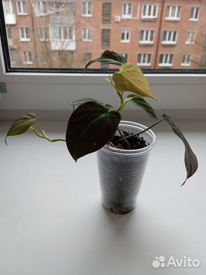 Филодендрон миканс