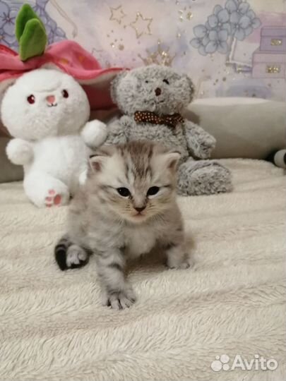 Шотландские котята