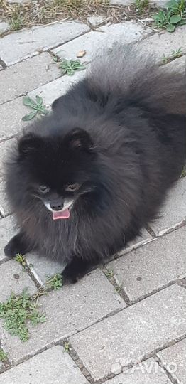 Передержка собак и кошек в загородном доме