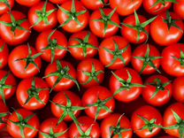 Сбор томатов на тепличный комплекс