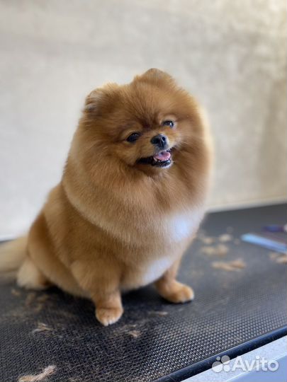 Стрижка/груминг собак от Yumi&Co