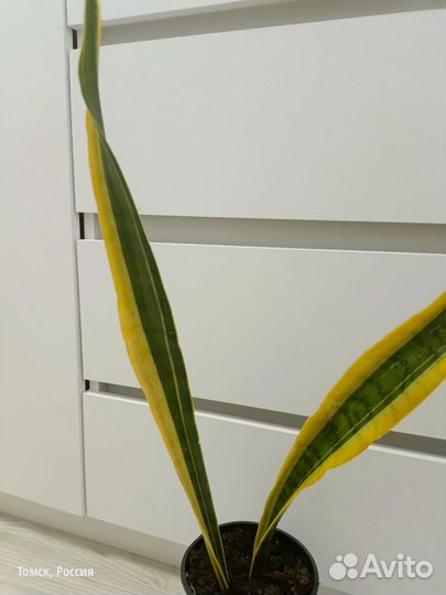 Сансевиерия