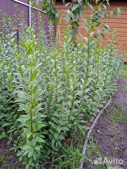 Саженцы бирючины Живая изгородь