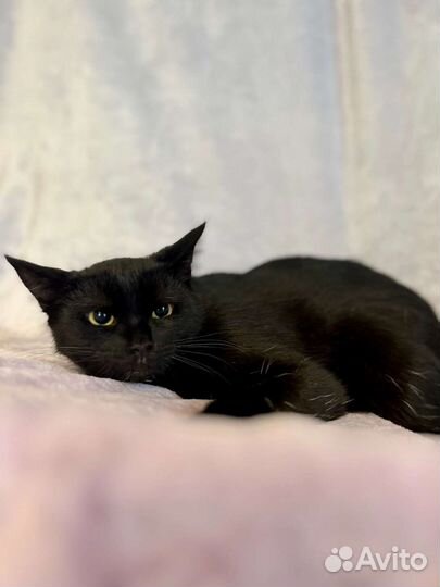 Кошечка в добрые руки