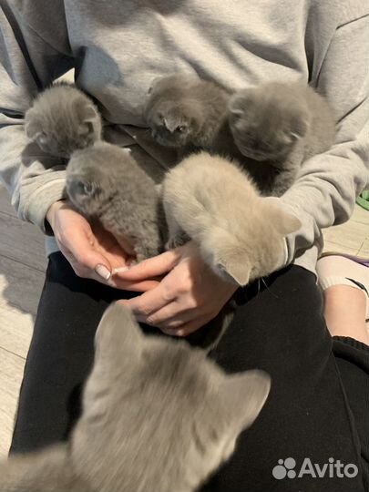 Британские котята