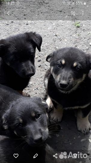 Восточноевропейская овчарка