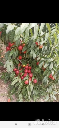 Саженцы персика