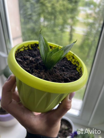 Сансевиерия взрослое комнатное растение