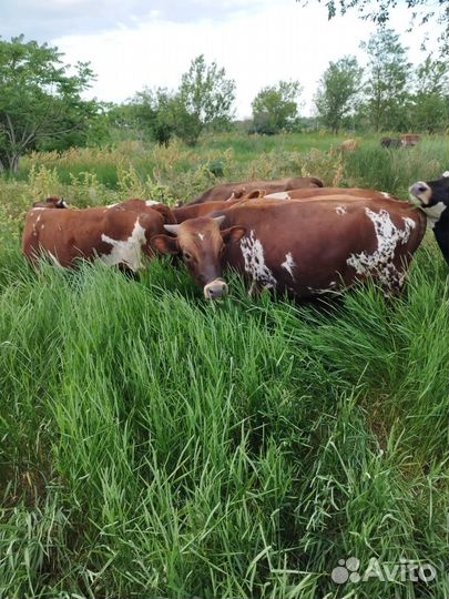 Телята бычки и телки
