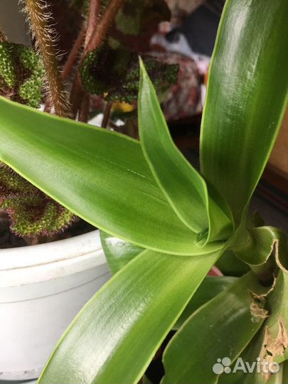 Лекарственные растения