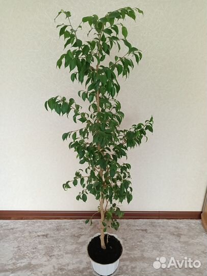 Комнатные растения цветы