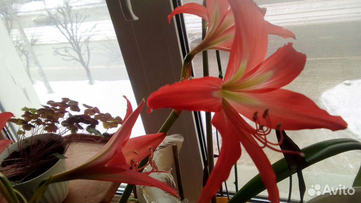 Гиппиаструм