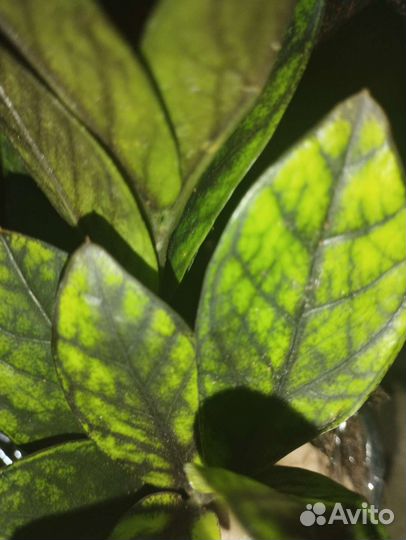 Замиокулькас Изумрудный блэк и др