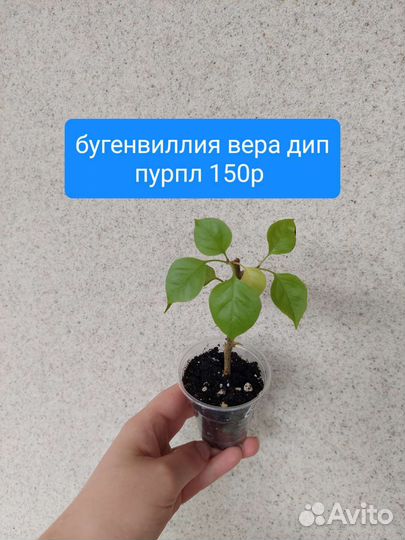 Разные комнатные растения