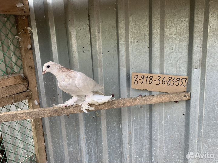 Голуби игровые