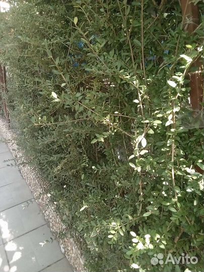 Жимолость шапочная