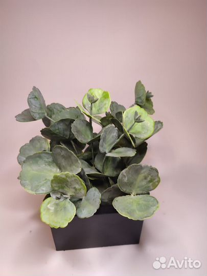 Искусственные растения в кашпо из дерева