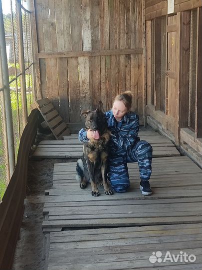 Услуги кинолога