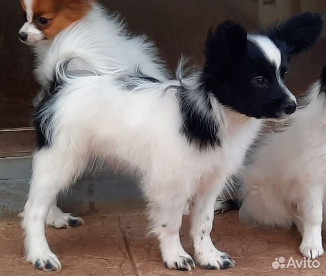 Бело-черный мальчик